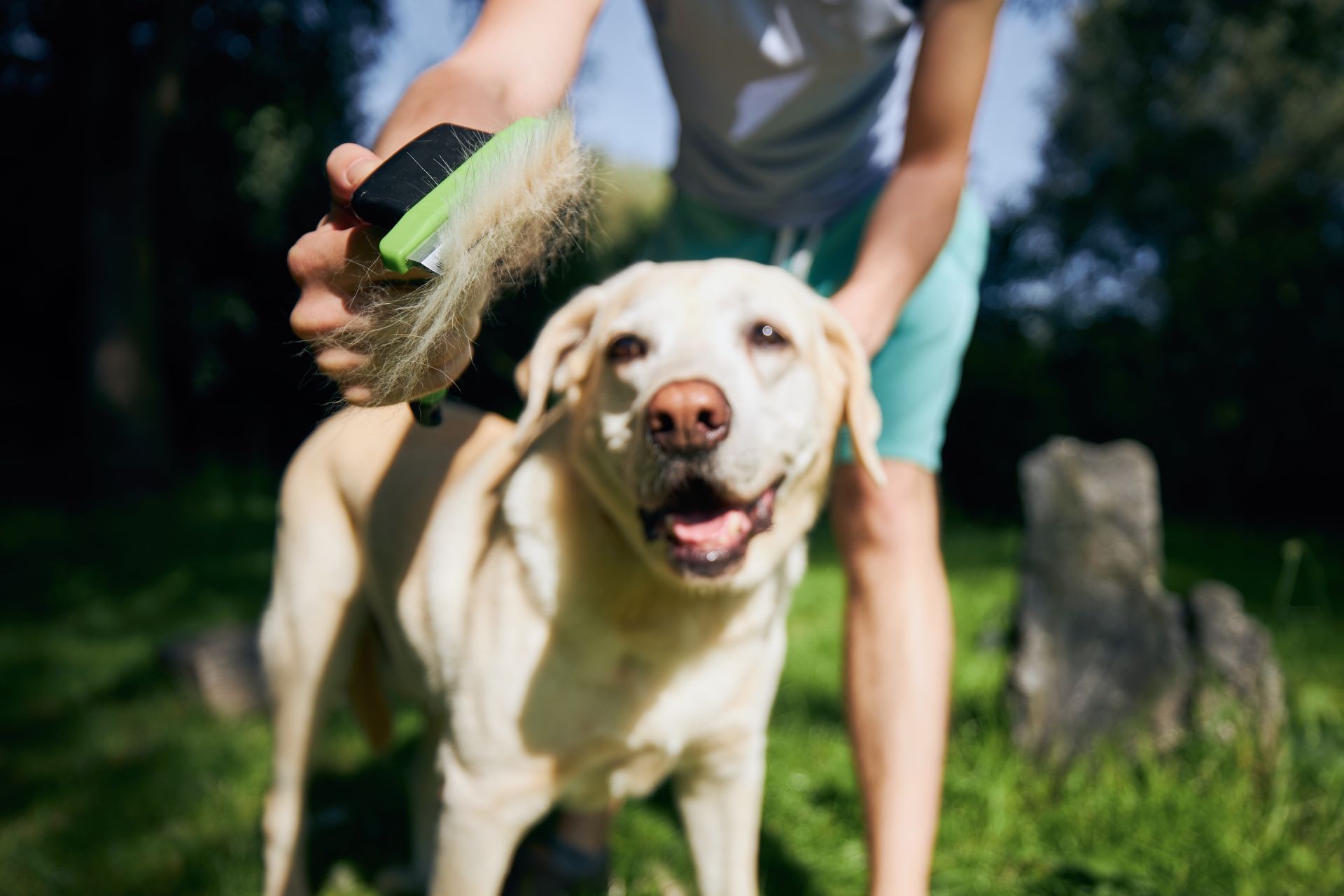 Pet-Friendly House Cleaning Tips for NYC Pet Owners